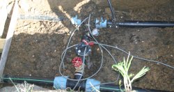 A new orchard, with irrigation in the process of installation.