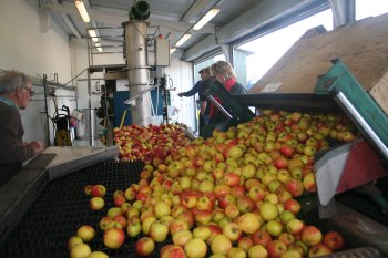 Apples entering the juice process at Nichol Farm