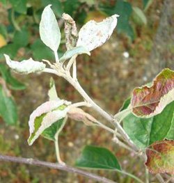 Mildew Mildew