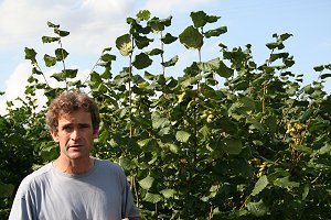 Grower Giles Cannon in his Kent Cob Nut Plantation