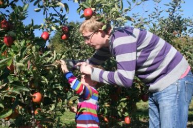 James and his Daddy 'Harvesting' Braeburn at Pippins Farm open day