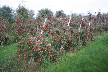 Braeburn trees with a very heavy crop causing the stakes to fall over! Braeburn trees with a very heavy crop causing the stakes to fall over!