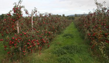 Braeburn carrying a very heavy crop of high quality apples. Braeburn carrying a very heavy crop of high quality apples.