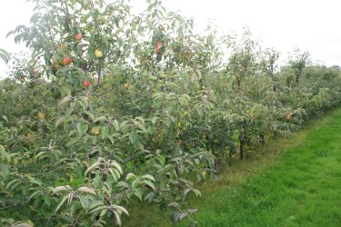 Badly frosted Jazz trees with a minimal crop of poor quality fruit! Badly frosted Jazz trees with a minimal crop of poor quality fruit!