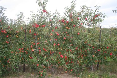 Jazz trees with a crop, but affected badly with frost lick! Jazz trees with a crop, but affected badly with frost lick!