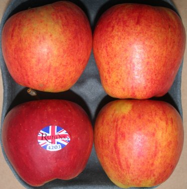 Rubens Apples! Rubens Apples!