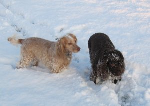 Walking the dogs in the snow! Walking the dogs in the snow!