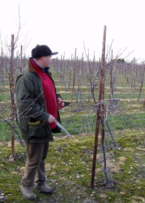 Pruning young trees