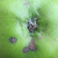Scab on a Bramley apple Scab on a Bramley apple