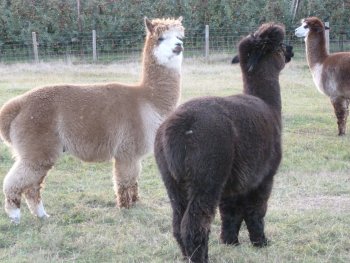 A pair of Alpacas at Gore Farm