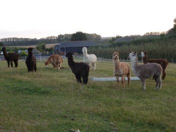 A group of Alpacas at Gore Farm