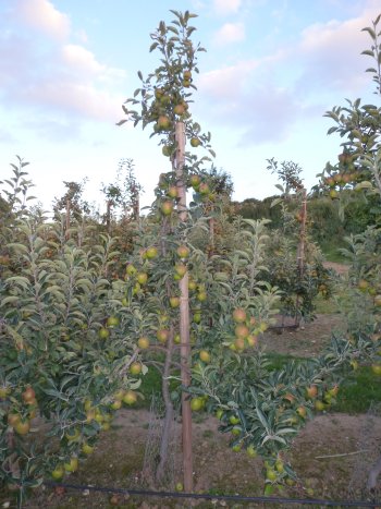 The crop and quality on this tree is typical of the Breaburn at Gore Farm.