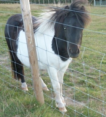 Donkeys at Gore Farm