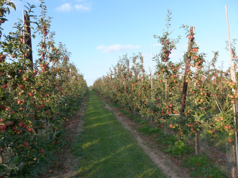 Gala at Gore Farm - Barnyard Orchard