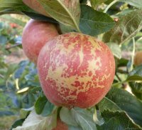 Russet on the cheek of a Gala apple