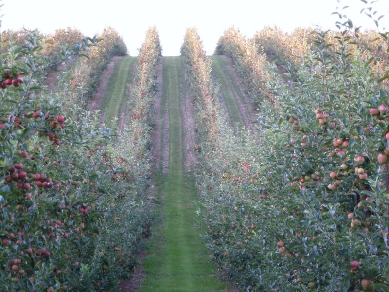 This Gala orchard is very 'scenic' and 'productive!