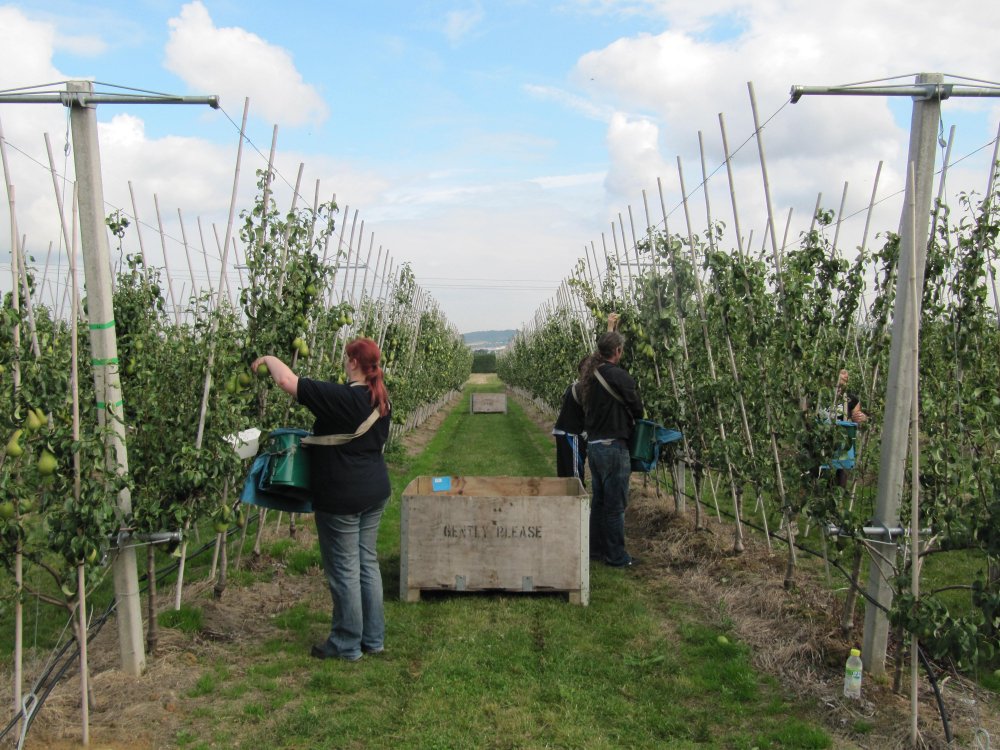 Concept Pear Orchard picking under way.