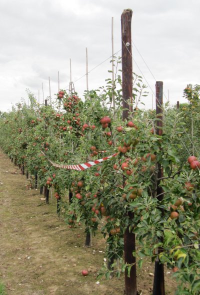 Cox Fruit Wall trial plots