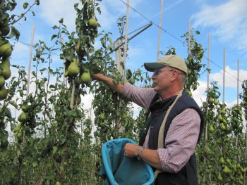 Francis Wheatley of Chingford leads the concept orchard pickers