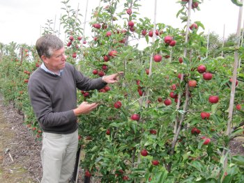 Tim Biddlecombe in a Gala Fruit Wall trial plot