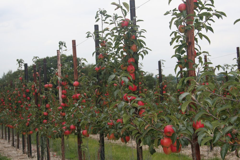 Two year old ZARI trees, already carrying a very good crop!