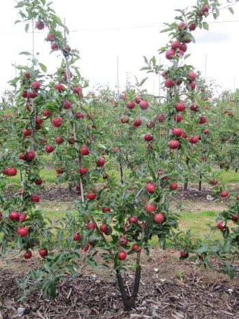 Gala Fruit Wall trial using 'double leader trees'