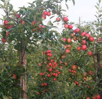 Gala apples at Giles Cannon's at Roughways Farm