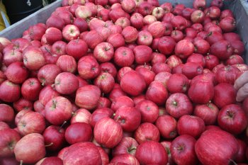 A bin of superb quality Gala apples at Combourne Farm