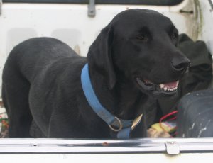 JET, Alan Wickham's delightful Labrador