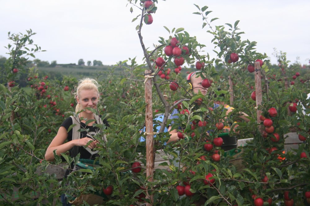 Picking Gala at Combourne Farm