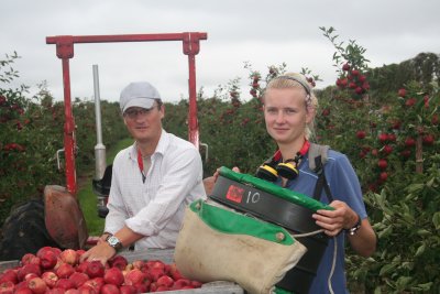 Pickers at Combourne Farm.