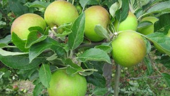 Green fruit exposed by summer pruning