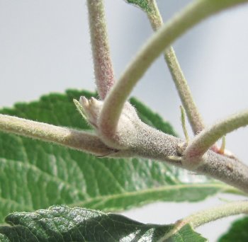 Terminal bud forming