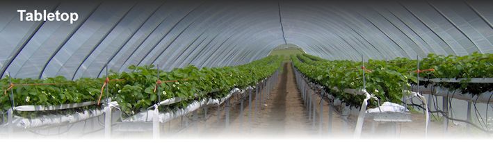 Table top strawberry production