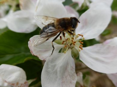 This bee is busy gathering nectar