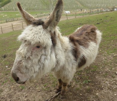 A very friendly donkey at Gore Farm