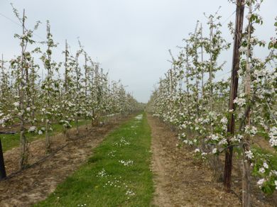 Gala in bloom