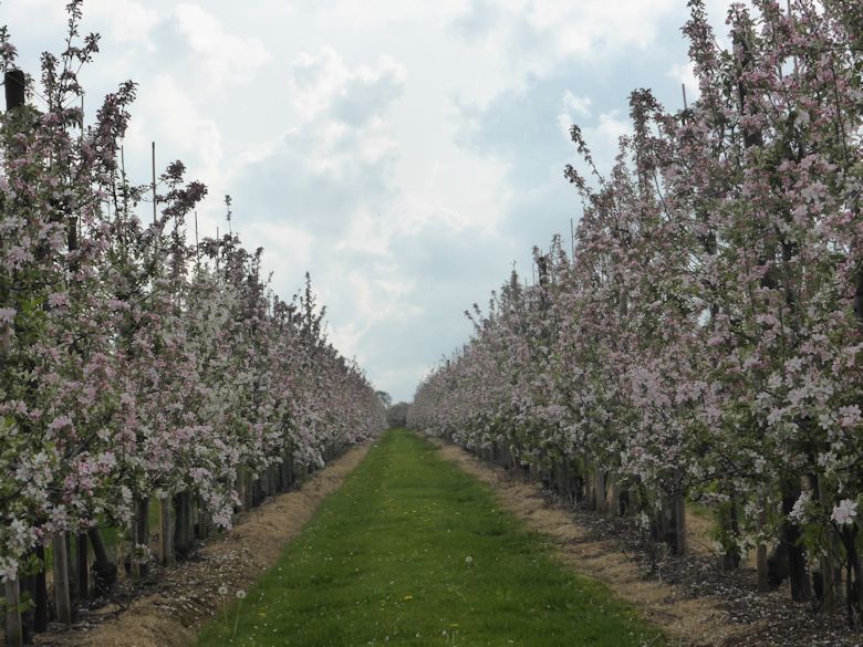 Braeburn in full bloom in West Kent