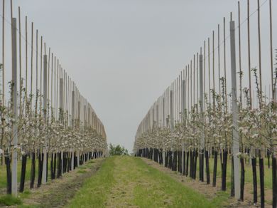 Mill Farm orchards from another angle