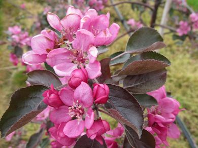 Red Love in bloom at East Malling Research