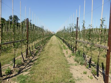 New intensive orchards at the Smith family's Loddington Farm