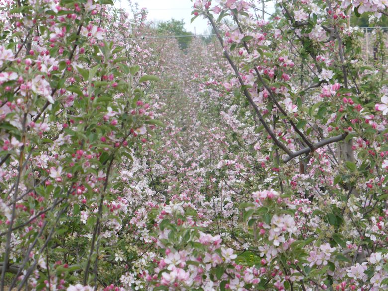 Braeburn in full bloom in West Kent