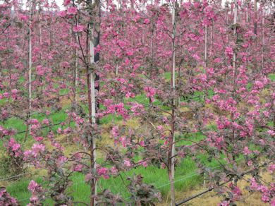 Red Love in bloom at East Malling Research