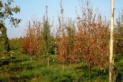 Pear trees showing Pear Decline with a healthy tree among the affected ones