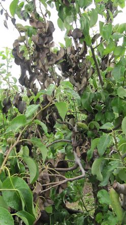 Fireblight damage on a pear tree