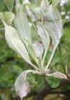 Mildew on an apple shoot