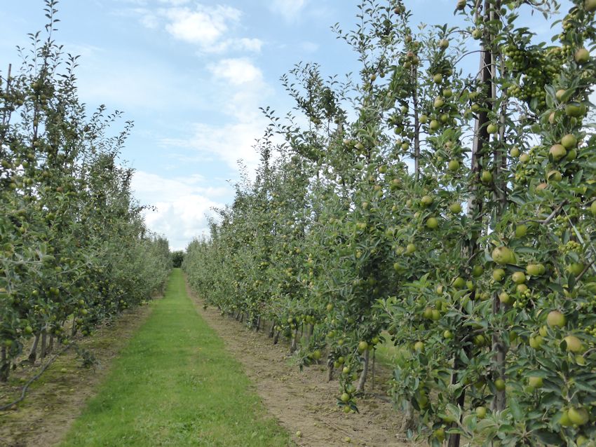 The winning dessert orchard was a Rubens at Gore Farm Upchurch