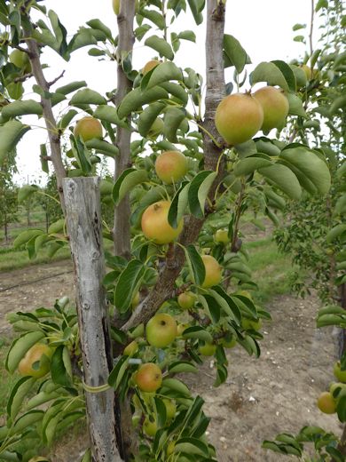 Bambinella Pears at Ham Farm