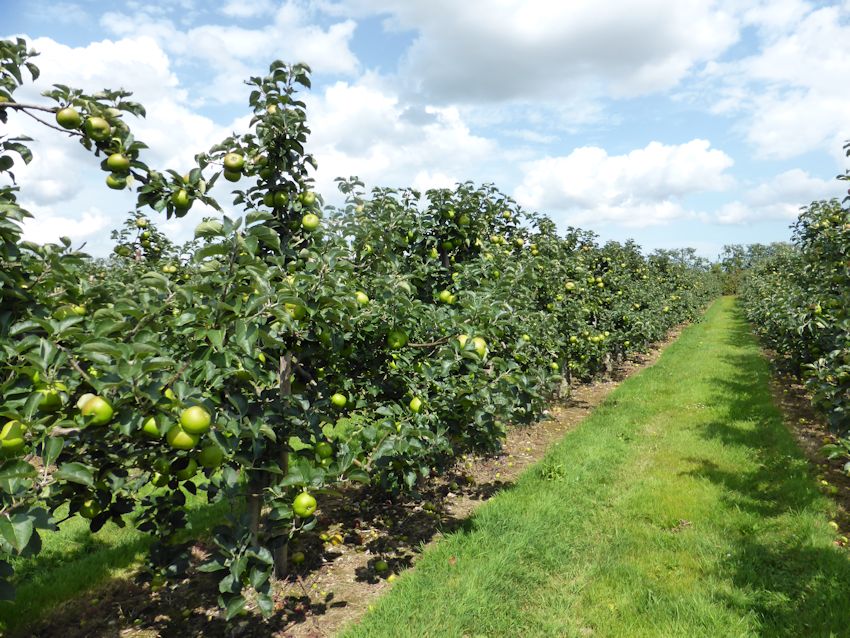 The winning Culinary orchard at Monks Farm Norton