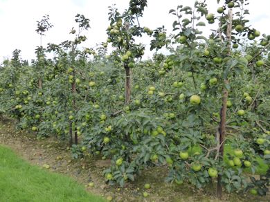 Henry Bryant's 3rd placed Bramley orchard